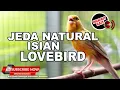 Download Lagu 🔴 LIVE SABTU FULL ISIAN LOVEBIRD❗️KENARI GACOR JEDA NATURAL ❗️