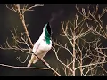 Lagu Bare-throated Bellbird being very Noisy!
