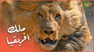الأسد سيكيكاما أسطورة بوتسوانا الحية وقاتل أكبر المفترسات  دندنها