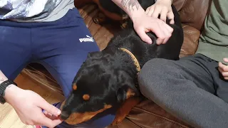 5 Month Female Rottweiler - Gumtree Ad