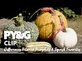Differences between Pumpkins and Squash Favorites The Fall Harvest Prairie Yard Garden