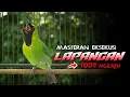 Lagu 🔴100% NGERI‼️CUCAK IJO GACOR FULL TEMBAKAN COCOK BUAT MASTERAN DI LAPANGAN