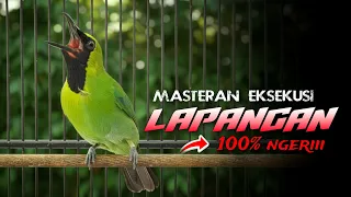  100 ngeri cucak ijo gacor full tembakan cocok buat masteran di lapangan