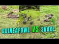 Helmeted Guineafowl Birds Approach a Snake