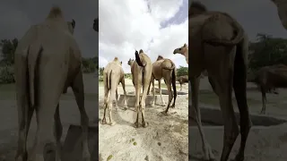 ي ال ـه م ن م ن ظ ر ج م يل ه م ي ل و ح ون ب أ ي د يه م ج م يع ا م ع ا 