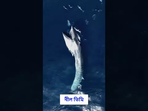 নীল তিমি কতটা বড়? #bluewhale