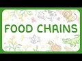 KS3 Biology - Food Chains