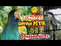 Download Lagu Suara MASTERAN GEREJA PETIR VS MASTERAN TENGKEK BUTO