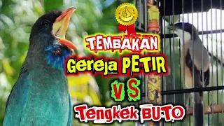 suara masteran gereja petir vs masteran tengkek buto