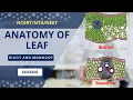 Anatomy of dicot and monocot Leaf and their comparison