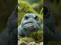 Download Lagu cute little frog transformation into sumo wrestler #frog #frogs #sumo #shortsvideo