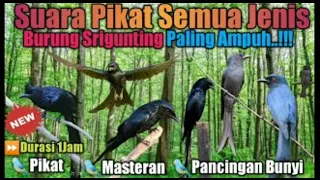 SUARA PIKAT SRIGUNTING DIJAMIN AMPUH!!!