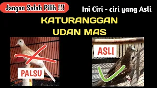 Download Perkutut udan mas asli lokal alam MP3