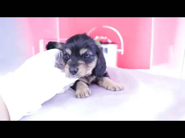 動画