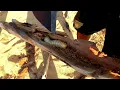 Download Lagu MABU BURU LIFESTYLE EPISODE 17 - FORAGING FOR MANGROVE WITCHETTY GRUBS, at Wulununju Community.