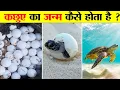 300 LIFE CYCLE OF TURTLE