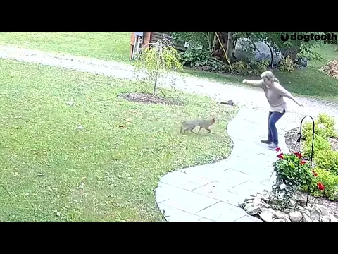 Rabid Fox angriper mamma i hagen || Dogtooth Media