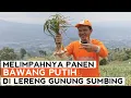 Lagu #JelajahTani Eps 12: Melimpahnya Panen Bawang Putih di Lereng Gunung Sumbing