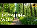 Serene 4K Nature Walk A Tranquil Escape