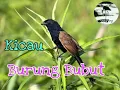 Download Lagu Kicau burung BUBUT gacor cocok untuk suara pikat