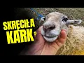 Download Lagu 🐑 OWCA SKRĘCIŁA KARK ? 🐑 totalna dzicz i budowa kociarni ! MOJE MINI ZOO / odc. 752