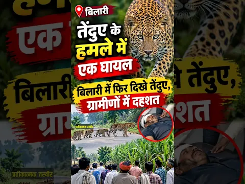 बिलारी में तेंदुओं का आतंक, हमले में एक ग्रामीण के घायल होने की खबर है। #leoperdnews #tendue #factum