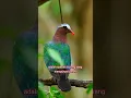 Download Lagu Burung Punai Tanah atau Delimuk