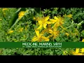 Medicine Making with St John s Wort Hypericum perforatum