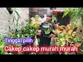 Lagu Banyak pilihan Harga Terjangkau di Raheem florist 