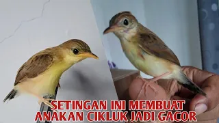 cara merawat anakan cikluk salome cici merah agar aktif ngeriwik