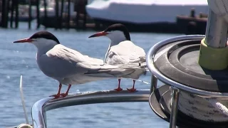 Charts, Autopilots, and Mr. Pumpkin | #52 | DrakeParagon Sailing Season 2