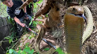 BABUYAN MY MABAGSIK NA KING COBRANG PINAHULI KAY COBRA PRINCE