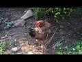 The Boschveld Chicken A True Hybrid