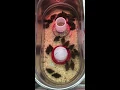 Tractor Supply Chicks Ducklings