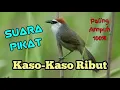 Download Lagu SUARA PIKAT BURUNG KASO KASO SUARA RIBUT