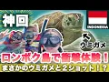 Download Lagu You're missing out if you don't know! We've found a secret beach where you can swim with sea turt...