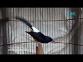 Lagu บินหลาดง Shama bird  51 min.