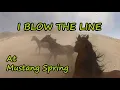 Download Lagu I Blow The Line at Mustang Spring For The Wild Horses and Burros Birds Antelope Galore Dust Devils