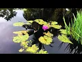 Chronic pain meditation | Natural Pain Relief | Relaxation for Pain