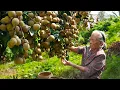 Download Lagu Grandma uses longan to make traditional Chinese food龍眼大豐收，阿婆去賣沒人要，拿回家曬乾煲湯，吃一年不會壞｜#龙眼 广西 美食 ｜玉林阿婆