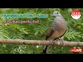 Lagu suara burung Perkutut Lokal Gacor di alam liar manjur buat masteran