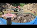Download Lagu Catching Many Big Catfish In Mud Pond, Use 3-Wheeled Truck To Transport Many Big Fish Go To Sell