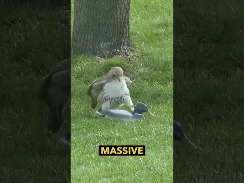 Hawk vs Duck Fight! Ozzy Man Quickies