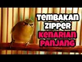 Download Lagu MASTERAN PLECI NEMBAK FULL KENARIAN ZIPPER