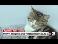Humane Fort Wayne shares tips on how to prepare your pet for the 4th of July