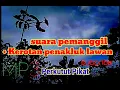 Download Lagu MP3 suara perkutut pikat / pemanggil lawan