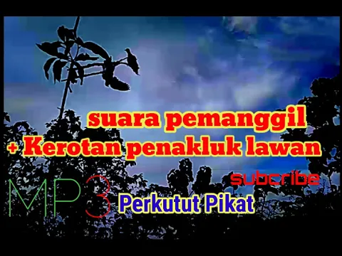 Download MP3 MP3 suara perkutut pikat / pemanggil lawan