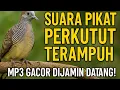 Download Lagu Suara Pikat Perkutut Terampuh | MP3 Gacor Dijamin Datang!