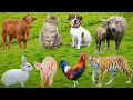Download Lagu Animal Sounds: Cow, Rabbit, Cat, Dog, Elephant, Tiger, Sheep, Chicken, Bird, Monkey - Animal World