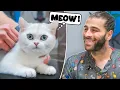 Download Lagu DÜNYANIN EN GÜZEL KEDİSİ!? 😍 (Koklamadık Yer Bırakmadı! 😂)